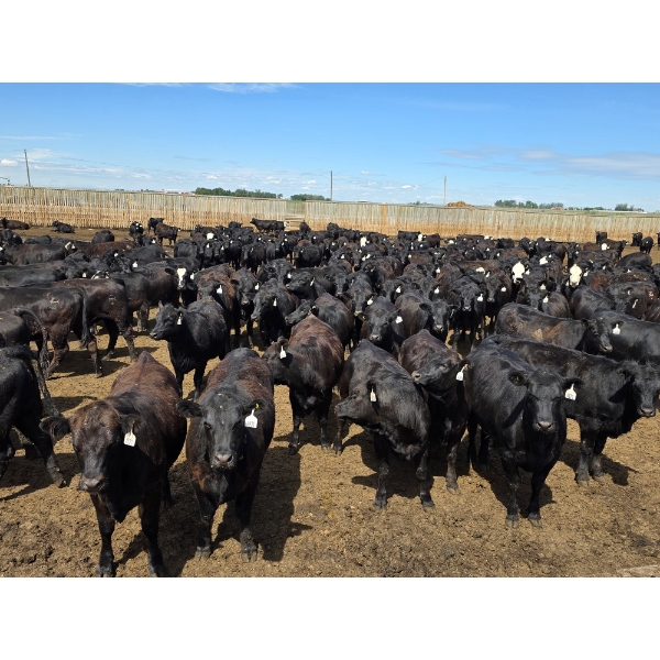 Ripple Rock Ranch - 765# June Delivery Heifers - 155 Head (Fincastle, AB)