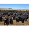 Image 1 : Ripple Rock Ranch - 765# June Delivery Heifers - 155 Head (Fincastle, AB)