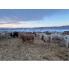 Image 9 : Box Anchor Farms - 930# March Delivery Heifers - 195 Head (Dewberry, AB)