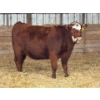 Image 1 : Lyzenga Farms - 2 RBF/RWF Heifers (Pen 735)