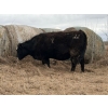 Image 7 : C & L Livestock - 25 BBF/BWF 2nd & 3rd Calf 3-Way Pairs (Edam, SK) VBP+
