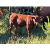 Image 6 : Cutting Edge/Holtry Creek - 675# November Delivery Steer Calves - 90 Head (100 Mile House, BC)