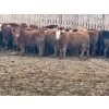 Image 3 : Luke & Jen Smith - 1050# April Delivery Steers - 170 Head (Rhein, SK)