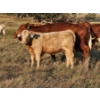 Image 10 : Bruce & Derek Christensen - 680# November Delivery Heifer Calves - 80 Head (Rainier, AB)
