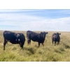 Image 5 : Crane Lake Land & Cattle - 1000# October Grass Heifers - 180 Head (Kerrobert, SK)