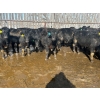 Image 2 : Wade Fewings - 880# March/April Delivery Steers - 68 Head (Pierson, MB) VBP+