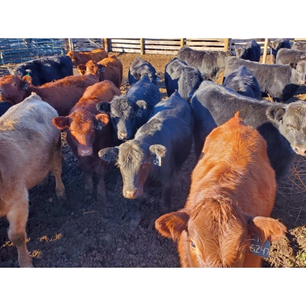 John Lindquist/Haynes Ranch - 610# November Delivery Steer Calves - 80 Head (Rock Creek, BC)