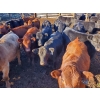 Image 1 : John Lindquist/Haynes Ranch - 610# November Delivery Steer Calves - 80 Head (Rock Creek, BC)