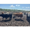 Image 8 : Thomson Cattle Ltd. - 1040# June Delivery Steers - 120 Head (Silver Valley, AB)