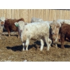 Image 8 : Winn Man Farms - 750# March Delivery Steers - 160 Head (Winnipegosis, MB)