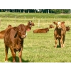 Image 11 : Mullen Land & Cattle Co. - 550# September Delivery Heifer Calves - 112 Head (Peers, AB)
