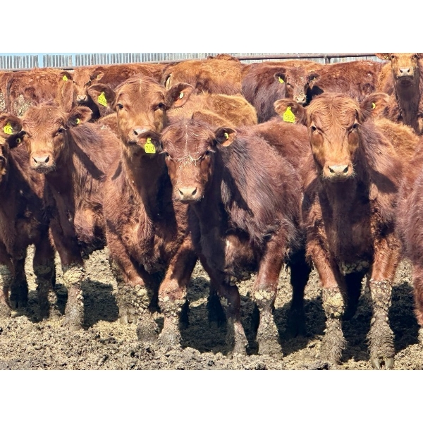 Greybanks Ranch - 870# April Delivery Steers - 110 Head (Three Hills, AB)