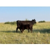 Image 6 : Douglass Bros. Ranching - 625# November Delivery Steer Calves - 100 Head (Gem, AB)