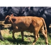 Image 15 : Wunder Farms - 550# October Delivery Steer Calves - 50 Head (Foam Lake, SK)
