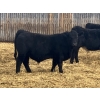Image 2 : Jarokosky Farms - 900# March Delivery Steers - 138 Head (Lethbridge, AB)