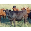Image 2 : Sandy Loree - 920# October Grass Heifers - 50 Head (Olds, AB)