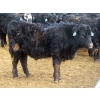 Image 14 : D & N Livestock - 740# March/April Delivery Steers - 160 Head (Peebles, SK) VBP+