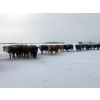 Image 8 : Merrick Campbell Herd Dispersal - 44 4 & 5 Year-Old Bred Cows (Calahoo, AB) VBP+