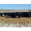 6U Cattle Company - 840# February Delivery Heifers - 150 Head (Manning, AB)