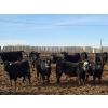 Image 4 : T Bar Cattle Co. Ltd. - 920# March Delivery Steers - 45 Head (Medicine Hat, AB)