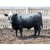 Image 7 : Poelman Farms - 925# July Delivery Steers - 135 Head (Granum, AB)