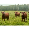 Image 7 : Mullen Land & Cattle Co. - 700# September Delivery Steer Calves - 86 Head (Peers, AB)
