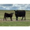 Image 4 : Paragon Ranch - 515# Sept/Oct Delivery Steer Calves - 110 Head (Bengough, SK)