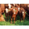 Image 3 : Sentes Farms - 600# October Delivery Steer Calves - 300 Head (Raymore, SK) VBP+