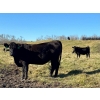 Image 3 : MG Cattle Co. Ltd. - 38 Black/BBF Simm/Angus X April/May Calving 2nd Calvers (Sangudo, AB)