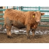 Image 2 : Wiens Family Farm - 940# January Delivery Heifers - 50 Head (Lomond, AB) VBP+