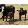 Image 8 : Kyle Torkelson - 8 BBF 1st Calf Pairs (Millicent, AB)