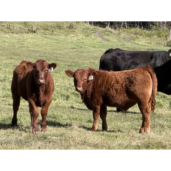 Grote Ranch - 550# October Delivery Steer Calves - 85 Head (Crestomere, AB)