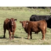 Image 1 : Grote Ranch - 550# October Delivery Steer Calves - 85 Head (Crestomere, AB)