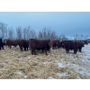 Image 9 : Chris Bartel - 1025# February Delivery Steers - 60 Head (Fort Vermilion, AB)