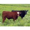 Image 7 : Spring View Ranch Ltd. - 610# November Delivery Steer Calves - 80 Head (Beaubier, SK)