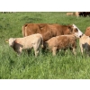 Image 3 : Gerald Lawrence - 700# October Delivery Steer Calves - 85 Head (Pine Lake, AB)