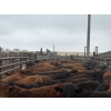 Image 3 : Larry Konschuk - 890# April/May Delivery Heifers - 200 Head (Crossfield, AB)