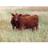 Image 4 : Two Point Cattle - 740# October Grass Heifers - 157 Head (Dilke, SK)