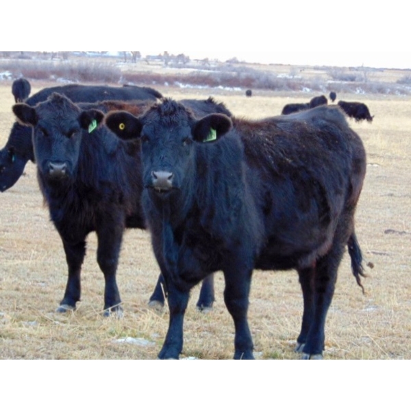 Ray Torkelson - 10 Black Angus/Simm X 2nd Calvers (Millicent, AB)