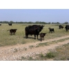 Image 6 : Wever Farms Ltd. - 460# October Delivery Steer Calves - 330 Head (Fox Valley, SK)