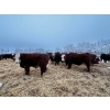 Image 13 : Chris Bartel - 1025# February Delivery Steers - 60 Head (Fort Vermilion, AB)
