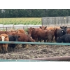 Image 2 : Gonnet Farms - 980# September Delivery Heifers - 160 Head (Onoway, AB)