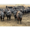 Image 2 : Hegedys Ranching - 975# April Delivery Steers - 170 Head (Acme, AB)