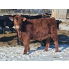 Image 8 : Loch Lomond Livestock Ltd. - 725# March Delivery Steers - 45 Head (Eyebrow, SK)