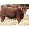 Image 3 : A&A Farms - 25 Red Replacement Heifers (Coaldale, AB)