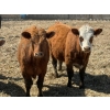 Image 10 : Leon Torkelson - 650# May Delivery Steers - 90 Head (Millicent, AB)