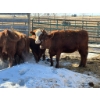 Image 2 : Fox Cattle Co. - 7 Bred Heifers (Pen 508)