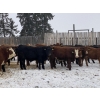 Image 4 : Garth & Theresa Kauppi - 870# December Weaned Steers - 73 Head (Eckville, AB)