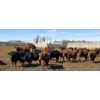 Image 7 : South Island Farms - 950# March Delivery Steers - 100 Head (Bow Island, AB)