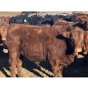Image 6 : Hawk Ranching - 960# February Delivery Steers - 65 Head (Nanton, AB)